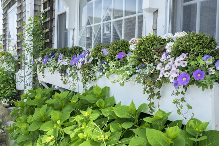 How to Make Perfect Nantucket Window Boxes