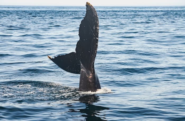 Whale Watching in Nantucket
