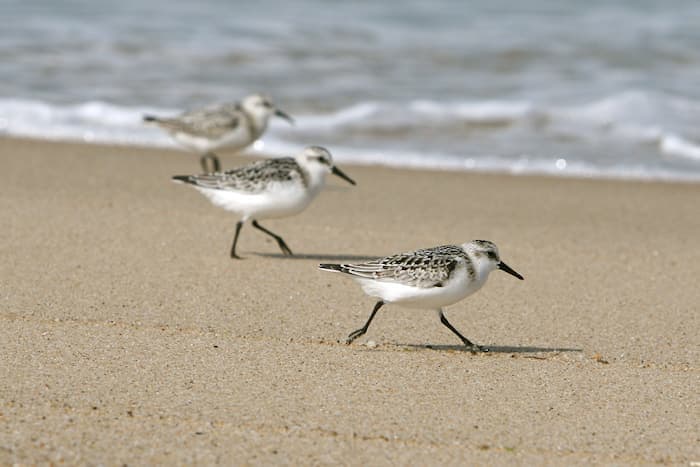 Tom Nevers Beach, Nantucket