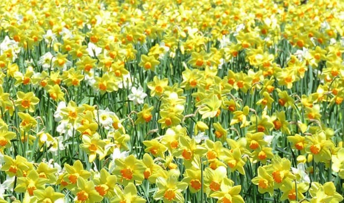 Nantucket Daffodil Festival Guide: Tips for First-timers and Checklist