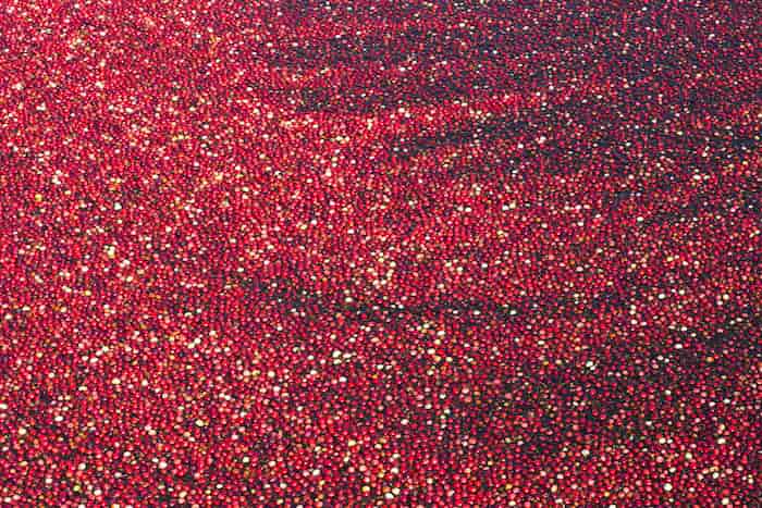 Windswept Cranberry Bog, Nantucket