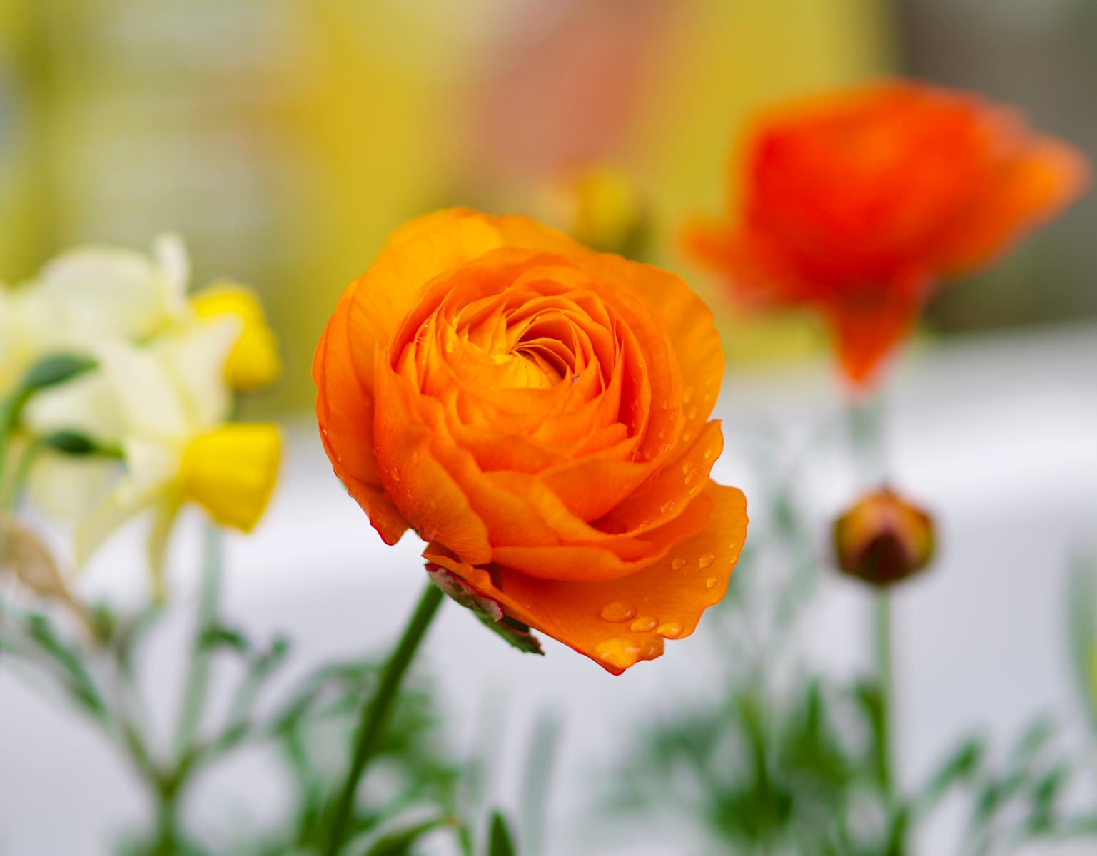 Gardening Tips for Your Best Nantucket Garden