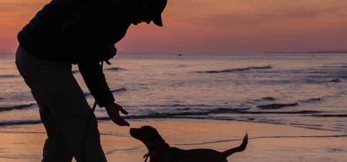 Nantucket Island Safe Harbor for Animals — A Haven for Abandoned Pets